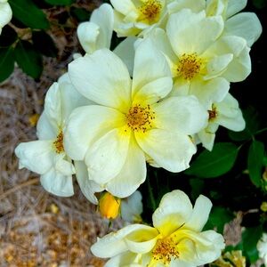 Meet your Posher, Carole